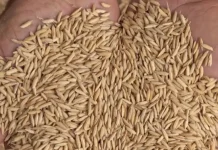 Mercado de arroz inicia colheita com negócios travados e cautela entre produtores