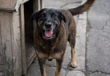 Caso Orelha: Defesa afirma que cão pode ter sido atropelado e garante que não houve coação a testemunhas